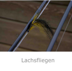 Lachsfliegen